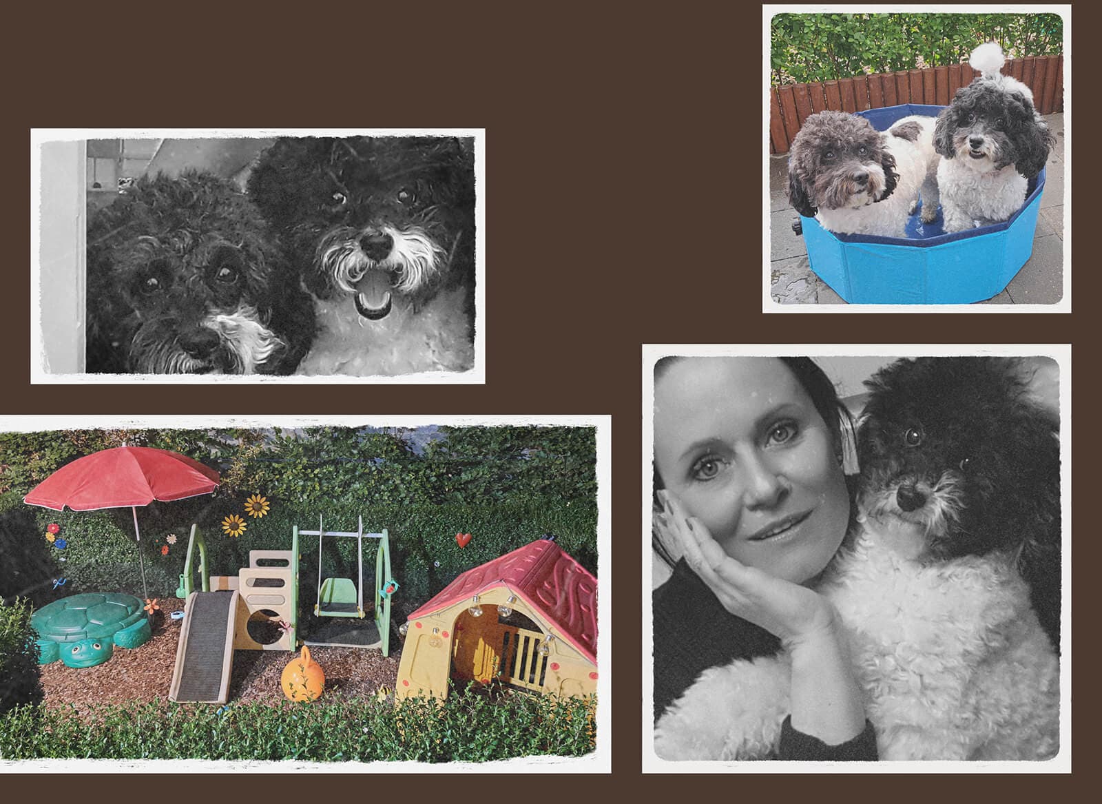 De hoendenbloem omgeving