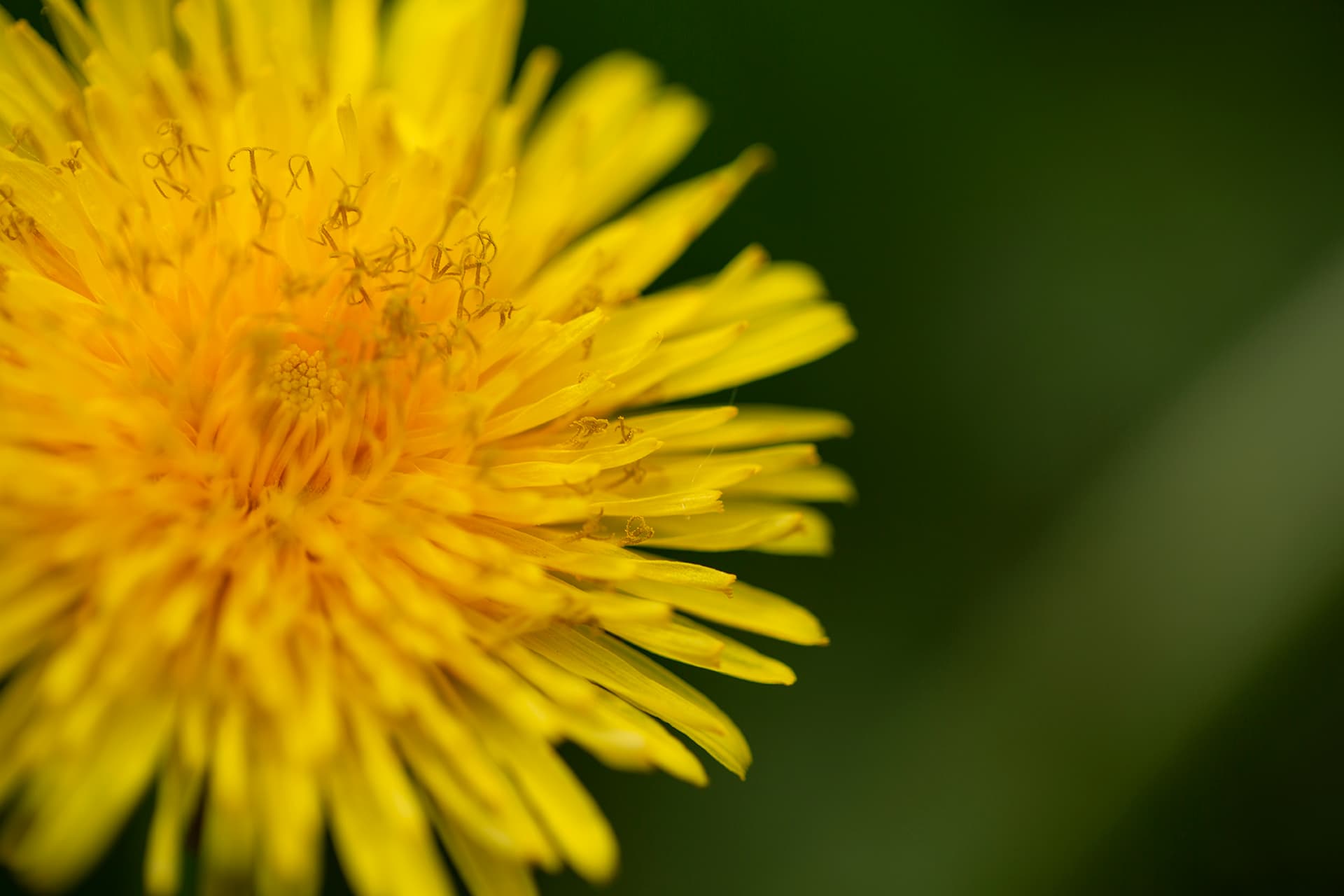 De hondenbloem omgeving